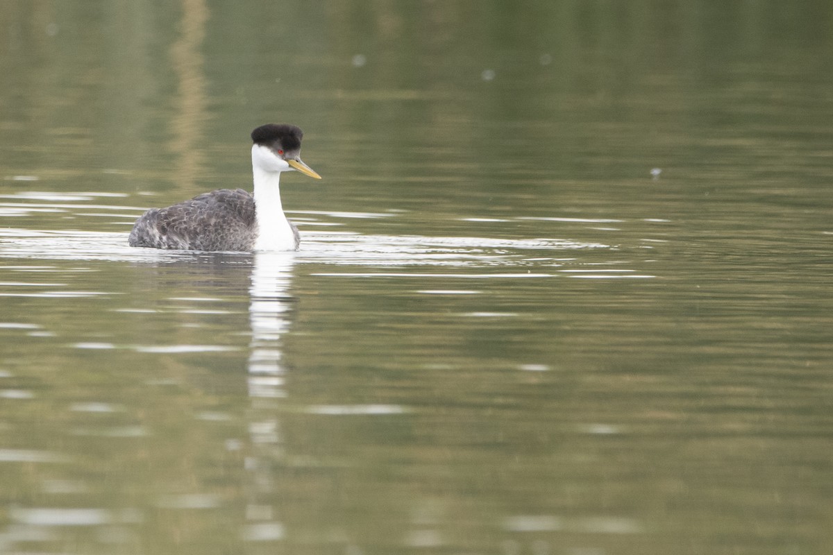 Western Grebe - ML645940624