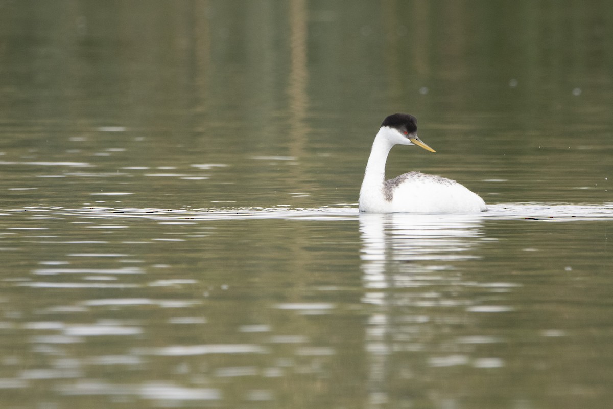 Western Grebe - ML645940625
