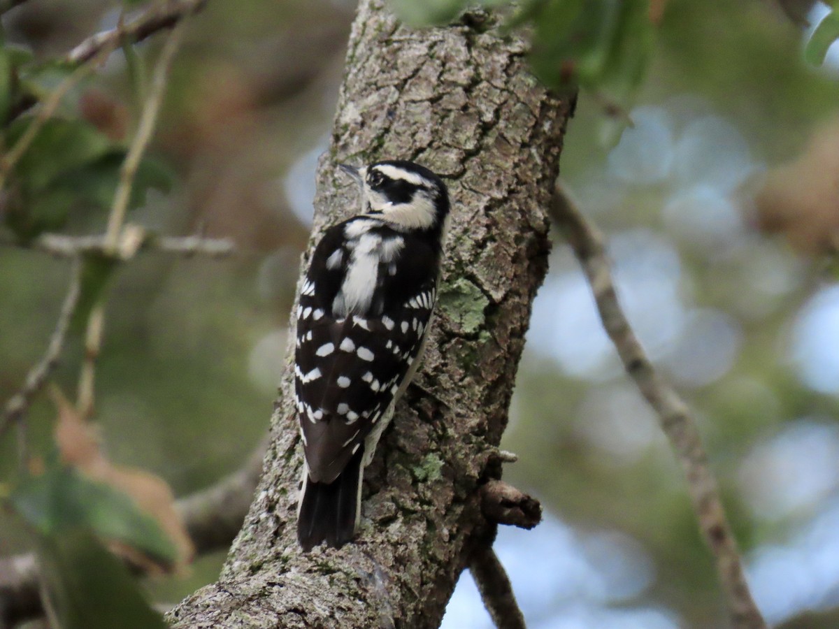 Downy Woodpecker - ML645940627