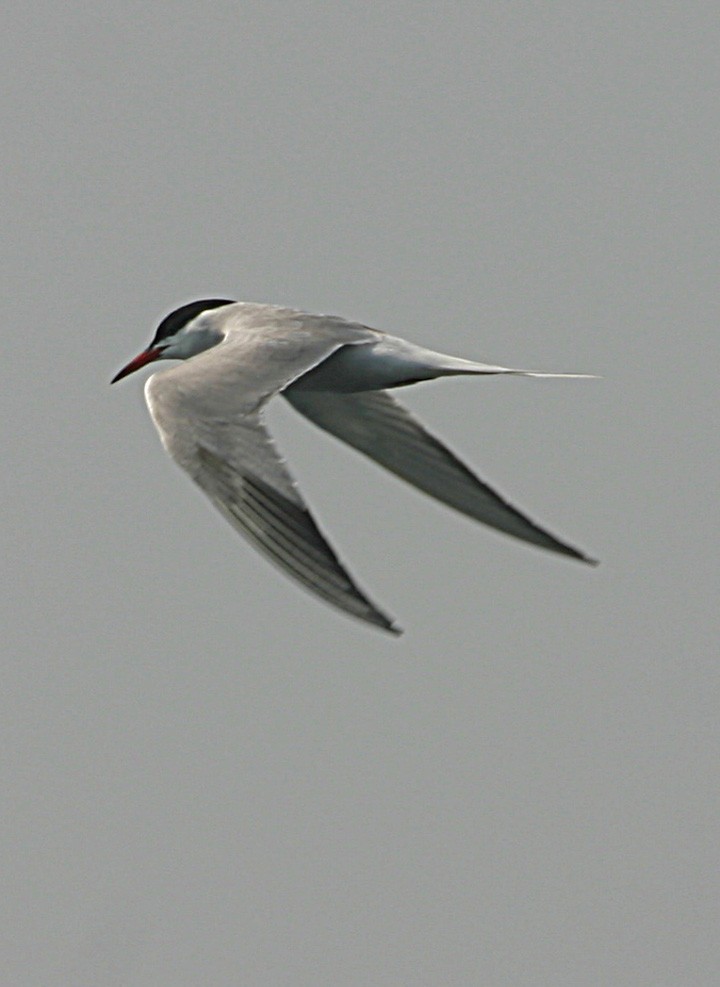 Common Tern - ML645940629