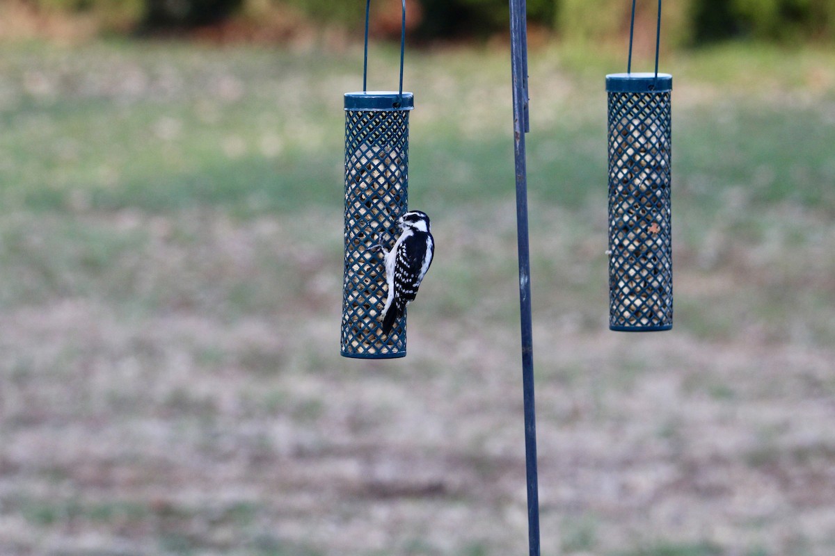 Downy Woodpecker - ML645940631