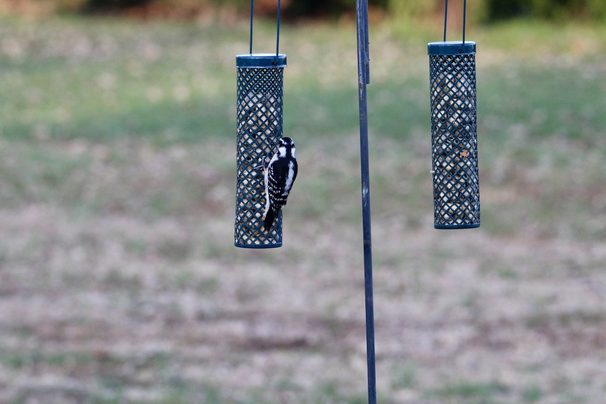 Downy Woodpecker - ML645940632