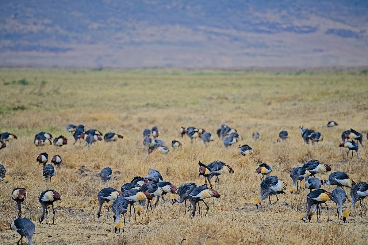 Gray Crowned-Crane - ML645940633