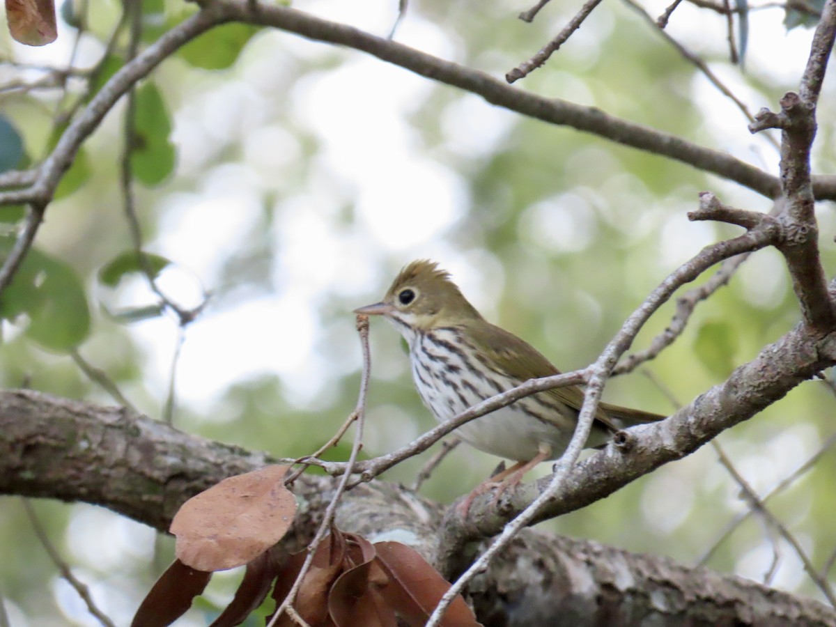 Ovenbird - ML645940637