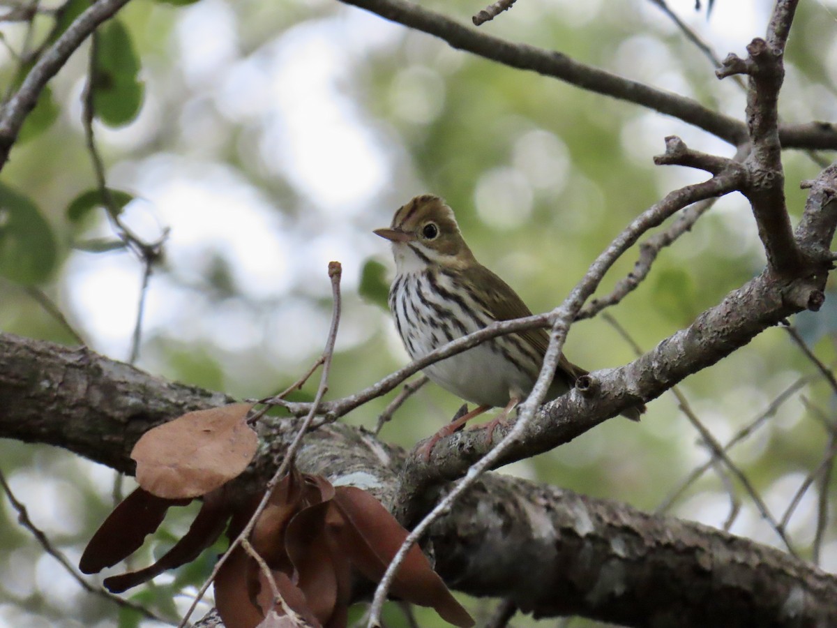 Ovenbird - ML645940638