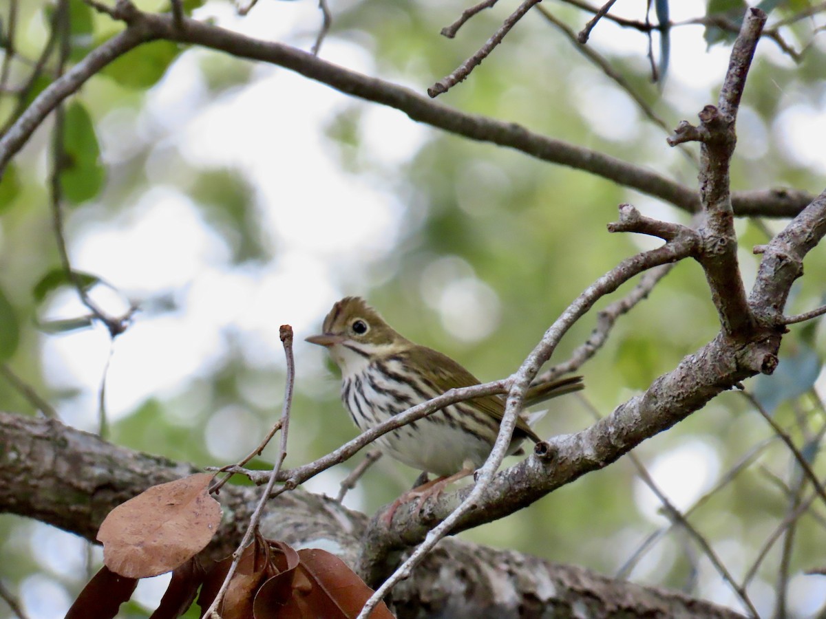 Ovenbird - ML645940639