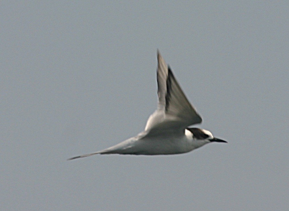 Common Tern - ML645940643