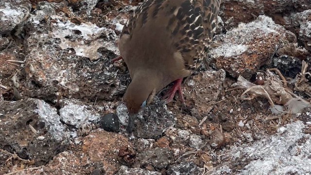 Галапагосская горлица - ML645940646