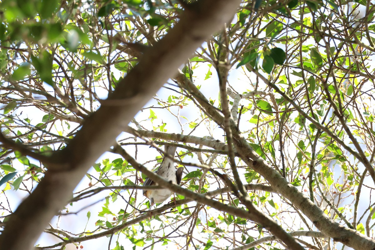 Eyebrowed Thrush - ML645940654