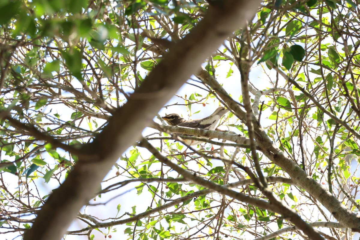 Eyebrowed Thrush - ML645940655