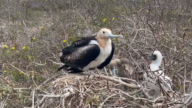 Большой фрегат - ML645940656