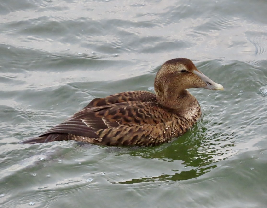 Common Eider - ML645940657
