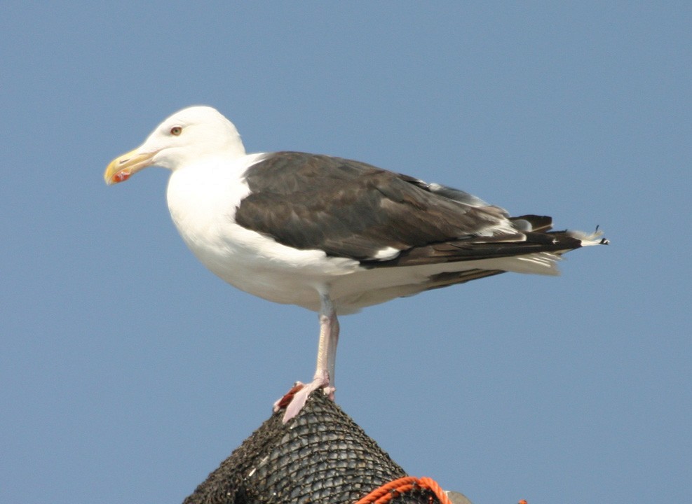 racek mořský - ML645940660