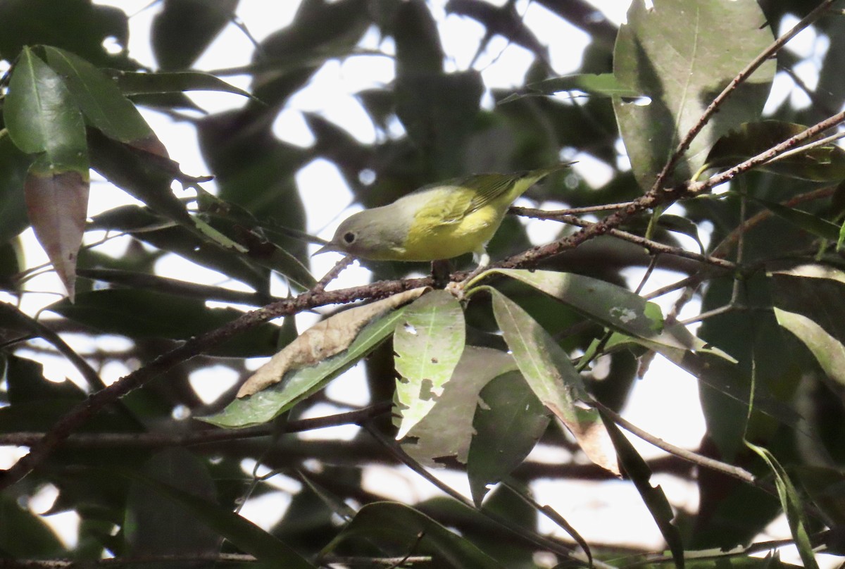 Nashville Warbler - ML645940665