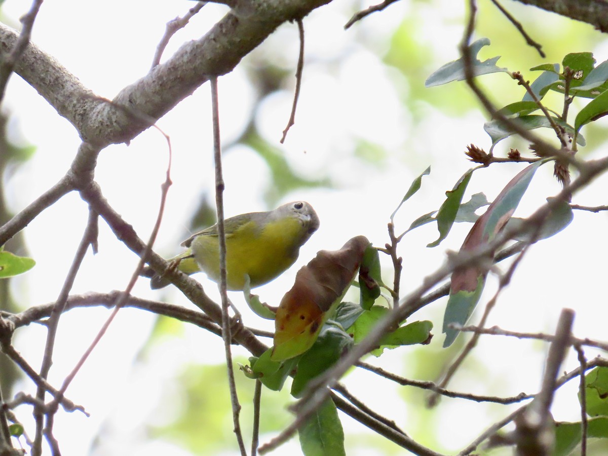 Nashville Warbler - ML645940666