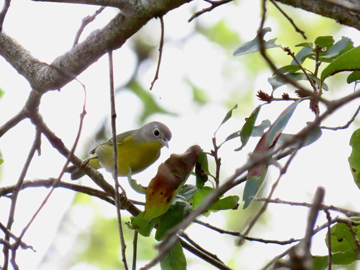 Nashville Warbler - ML645940667