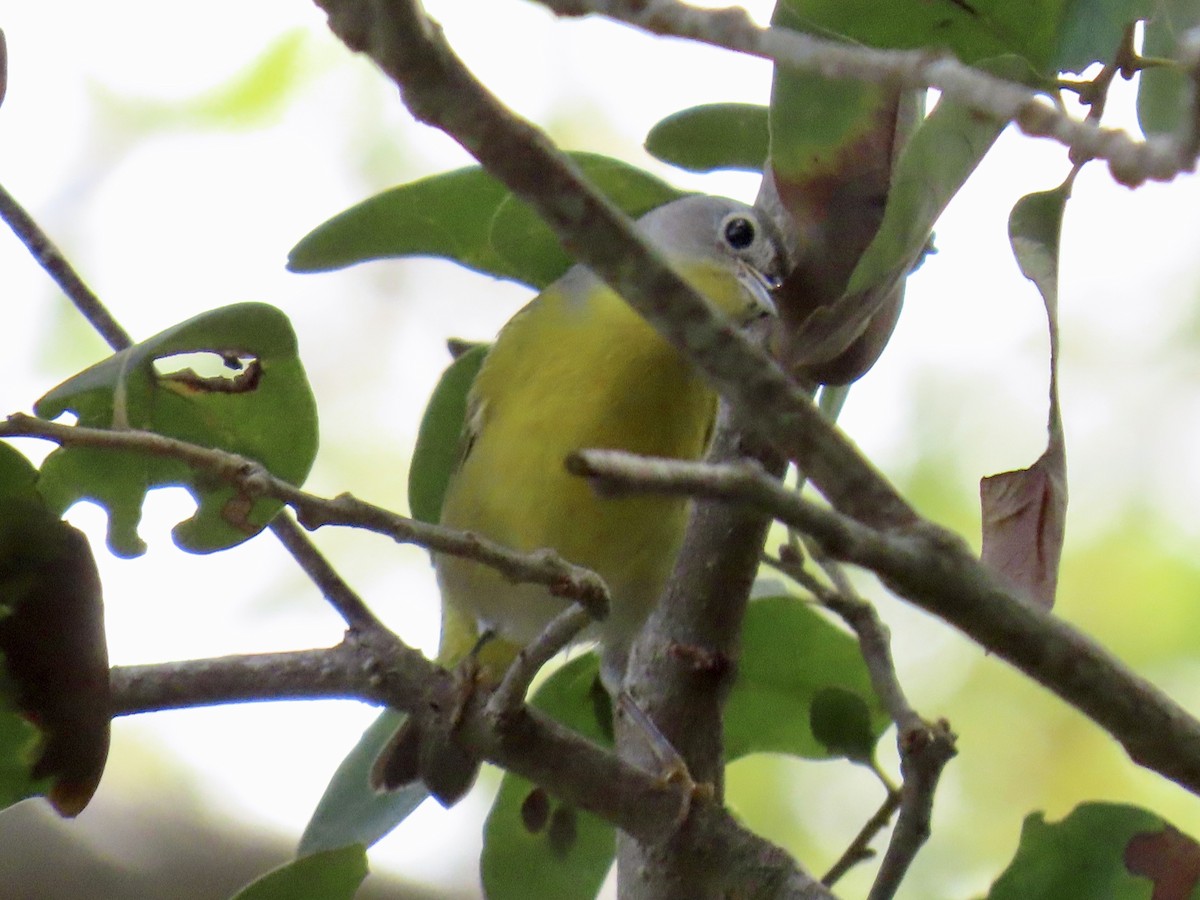 Nashville Warbler - ML645940668