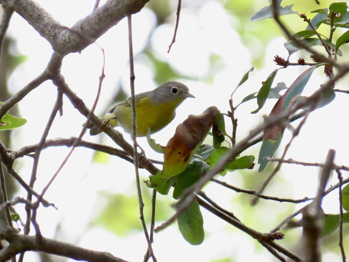 Nashville Warbler - ML645940669