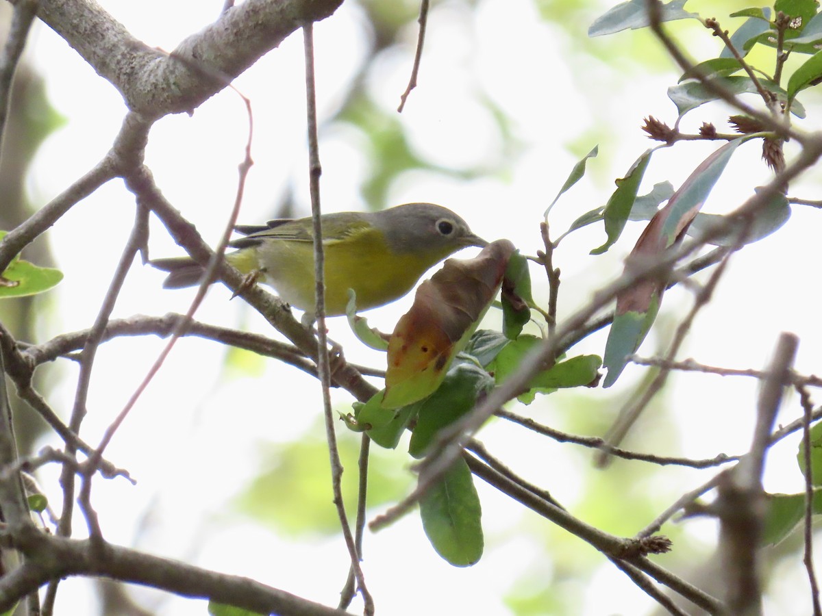 Nashville Warbler - ML645940670