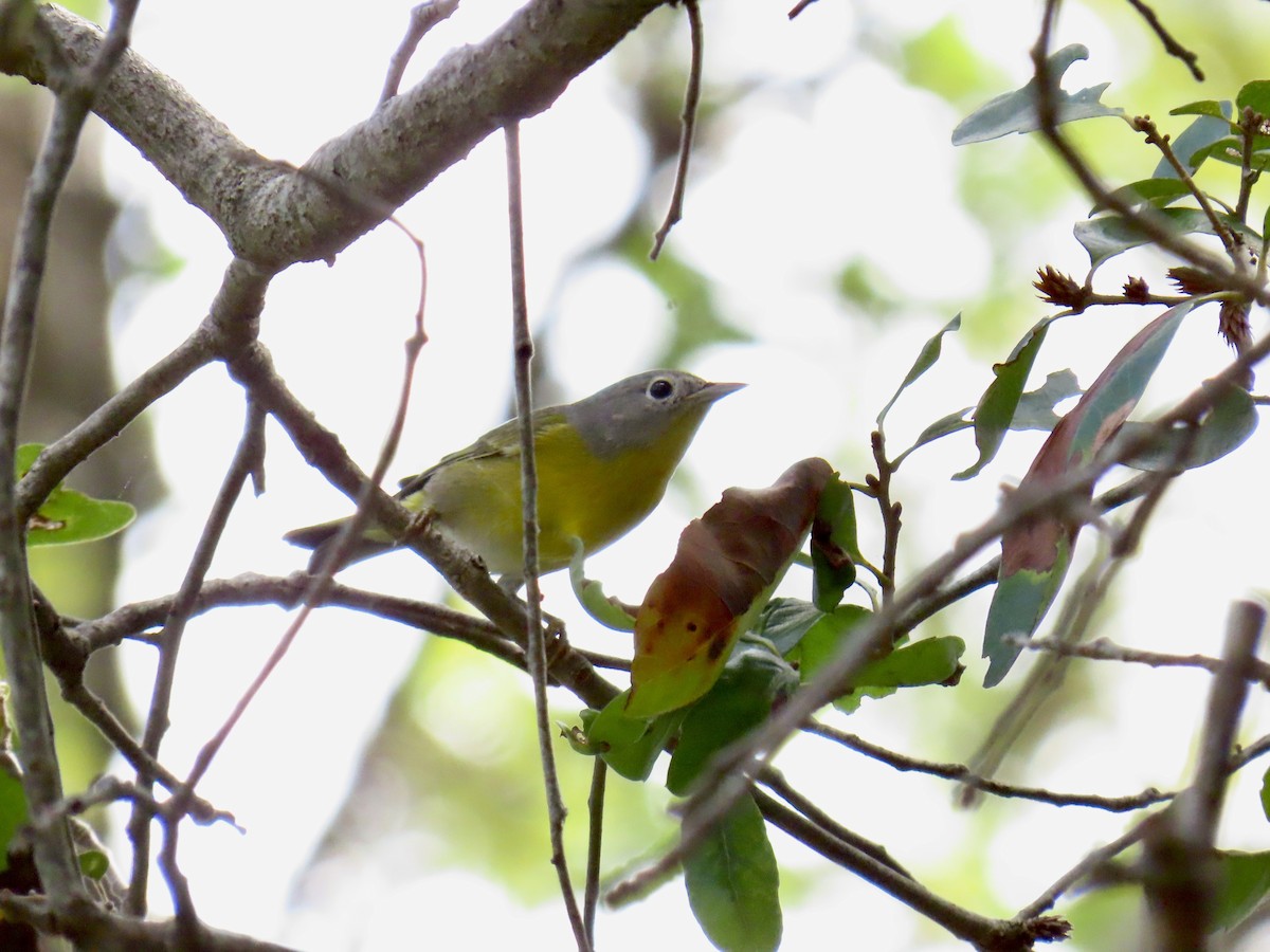 Nashville Warbler - ML645940671