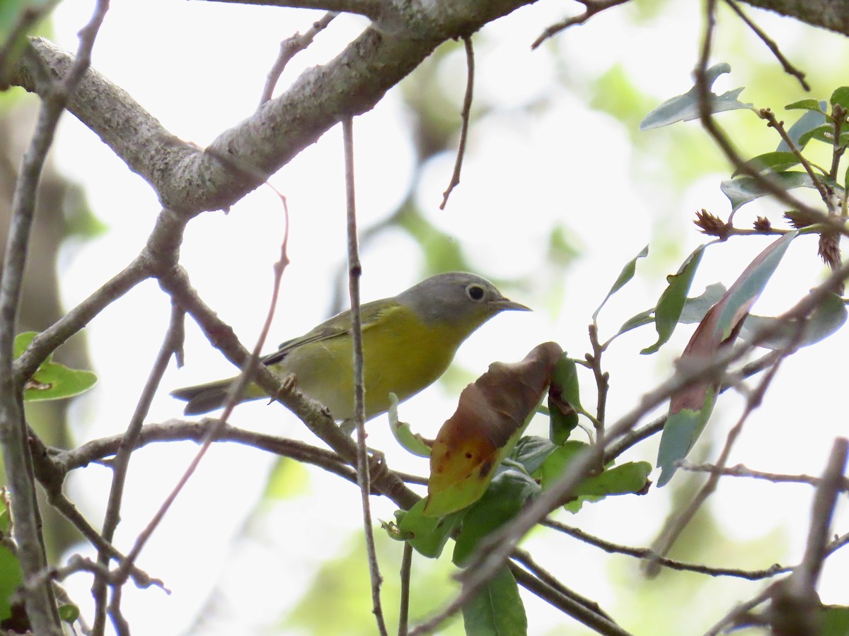 Nashville Warbler - ML645940672