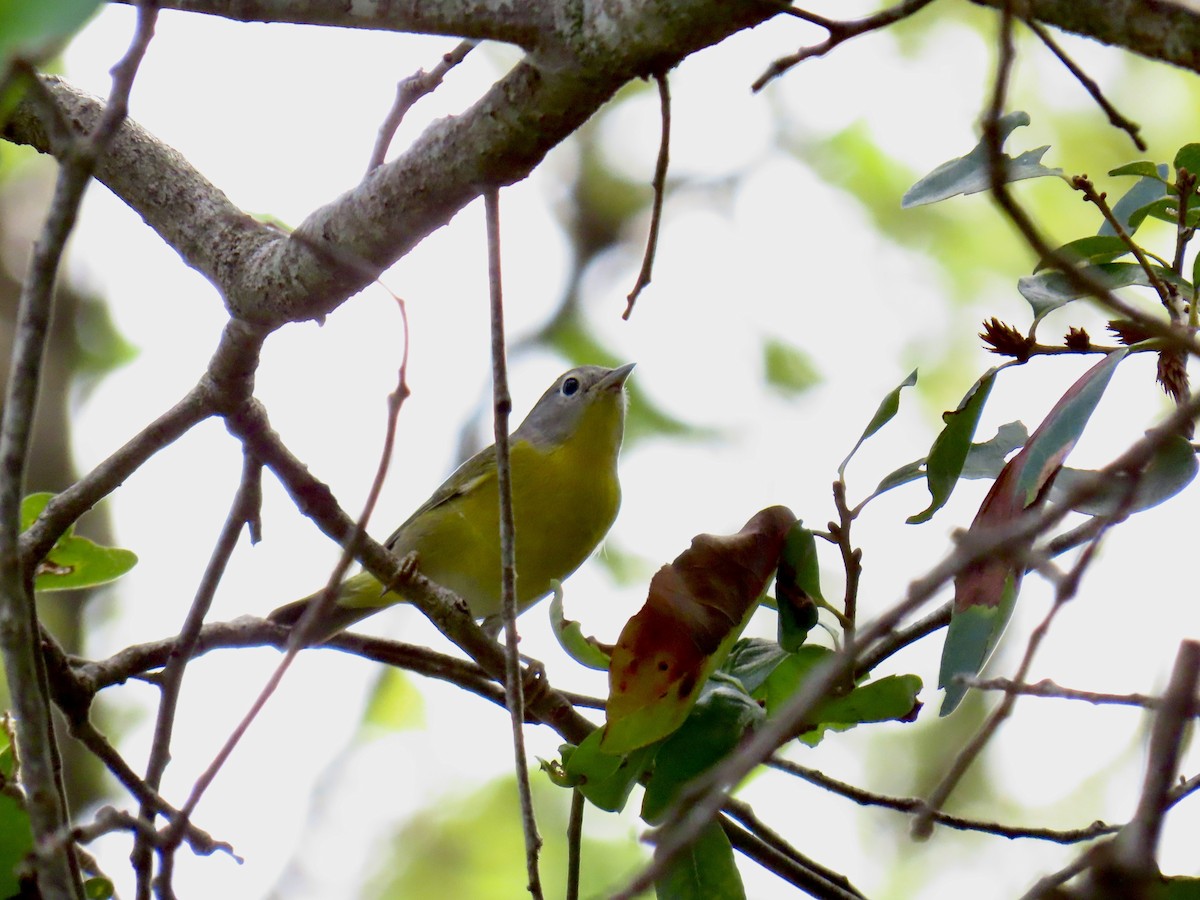 Nashville Warbler - ML645940673