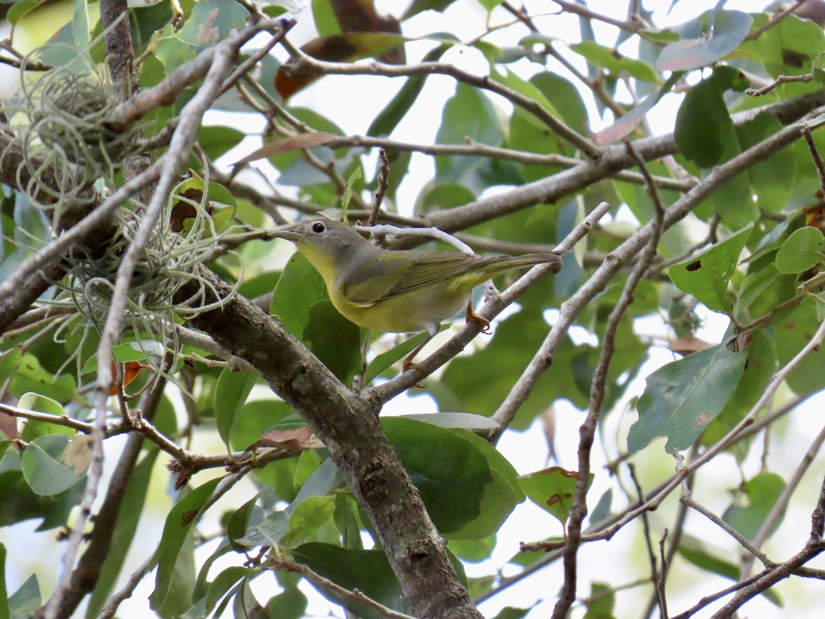 Nashville Warbler - ML645940674