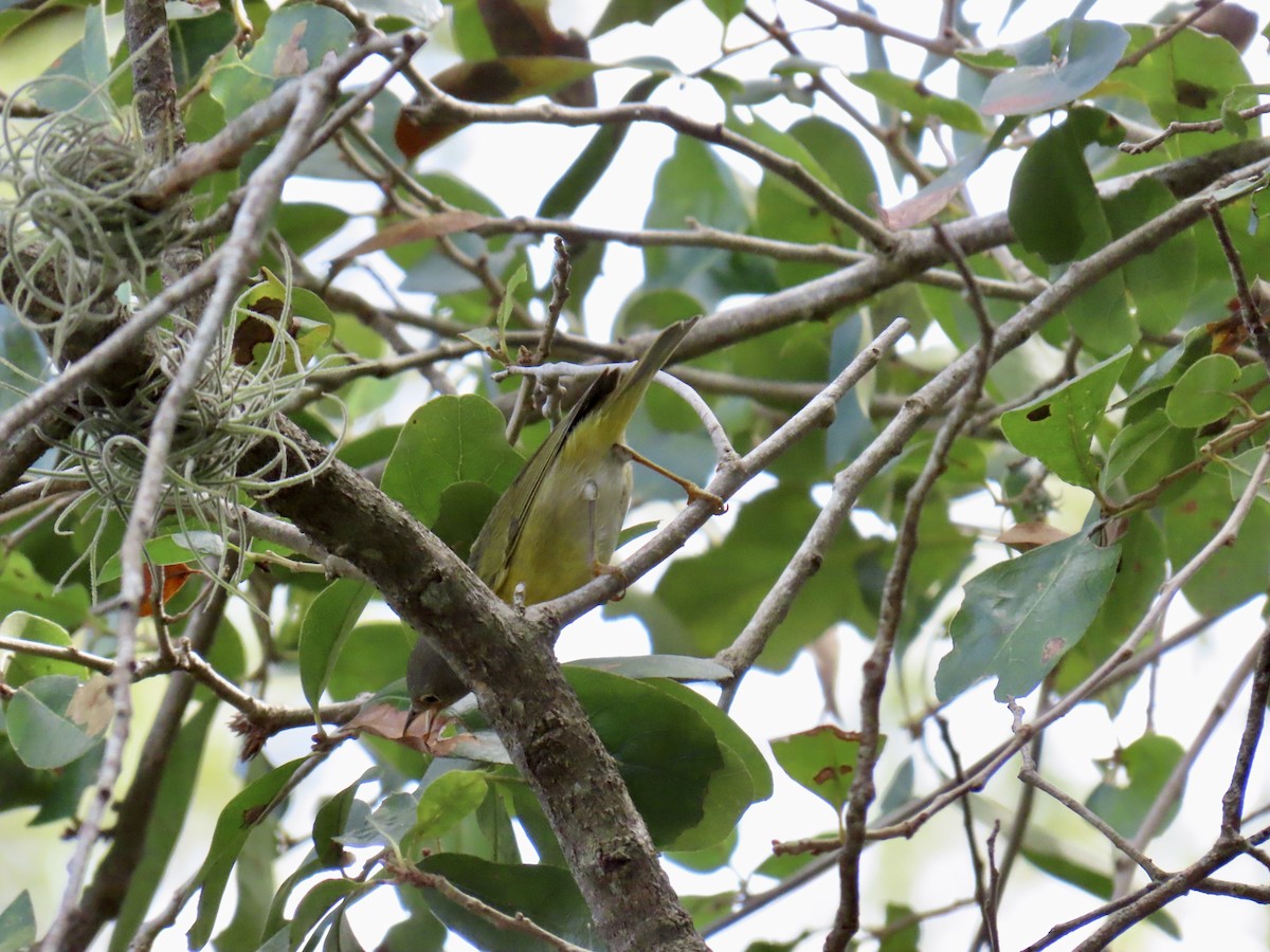 Nashville Warbler - ML645940675