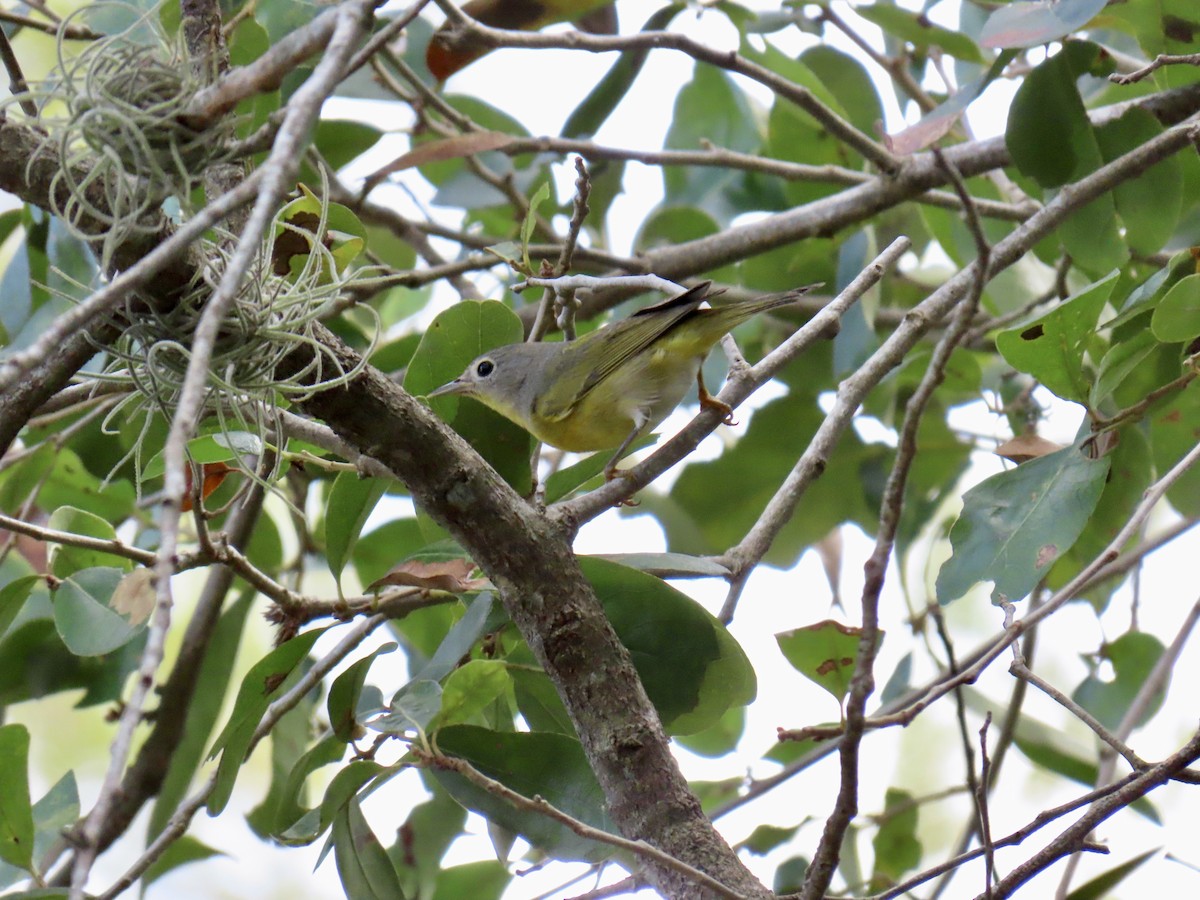 Nashville Warbler - ML645940676