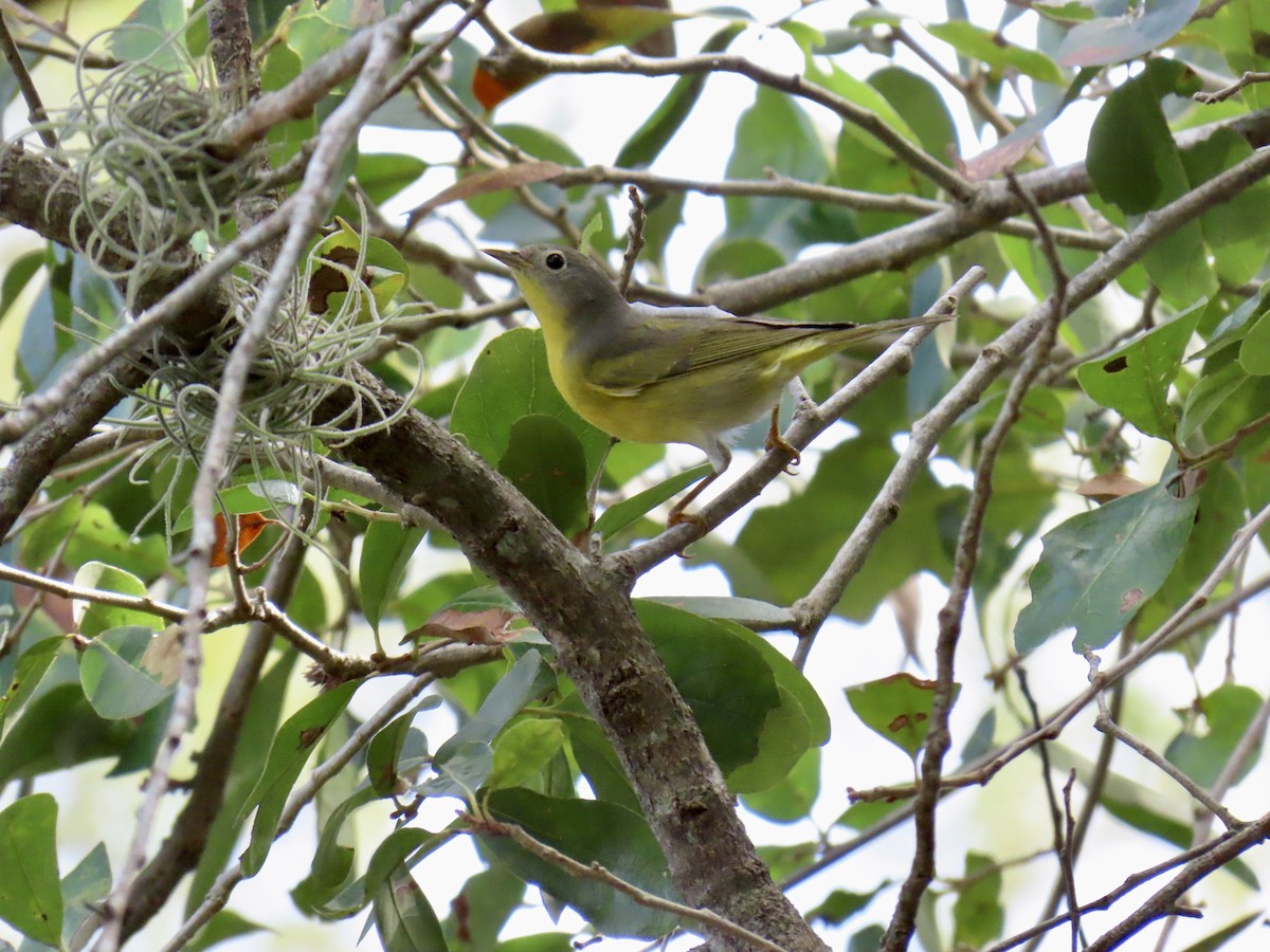 Nashville Warbler - ML645940677