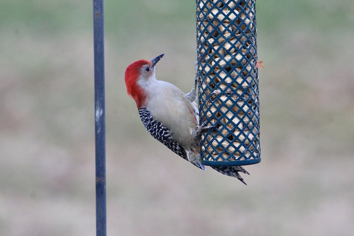 Red-bellied Woodpecker - ML645940678