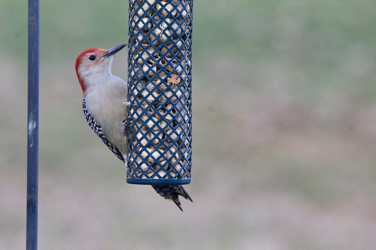 Red-bellied Woodpecker - ML645940679