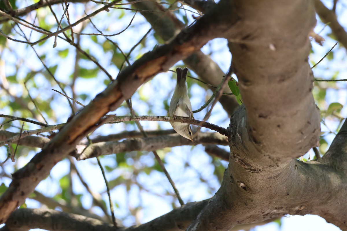 Yellow-browed Warbler - ML645940693