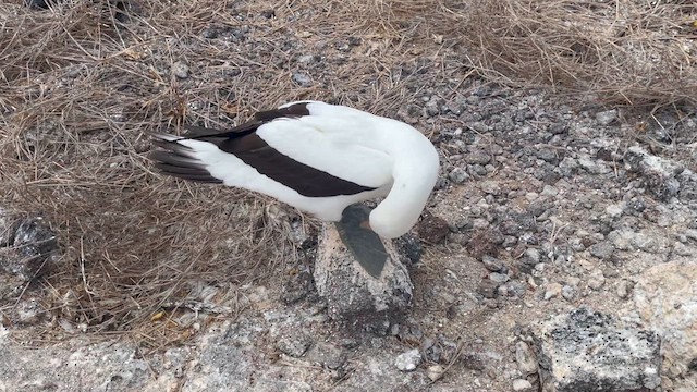 Насканская олуша - ML645940695