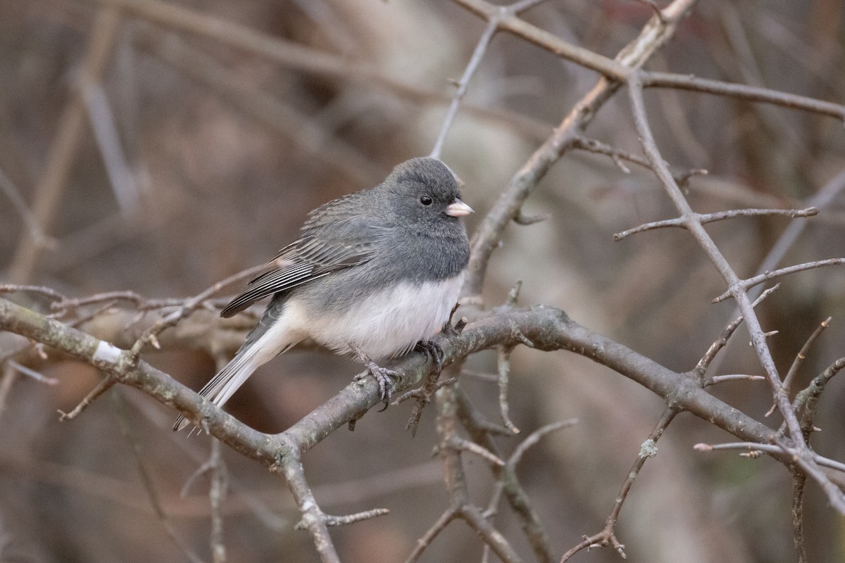 Dark-eyed Junco - ML645940699