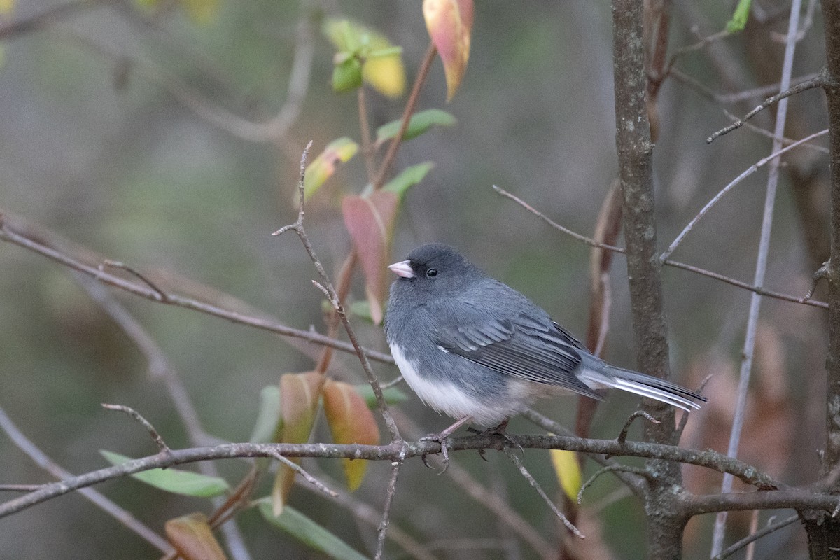 Dark-eyed Junco - ML645940700