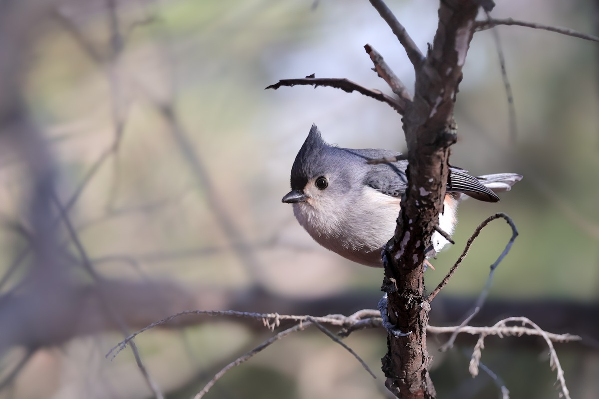 Tufted Titmouse - ML645940703