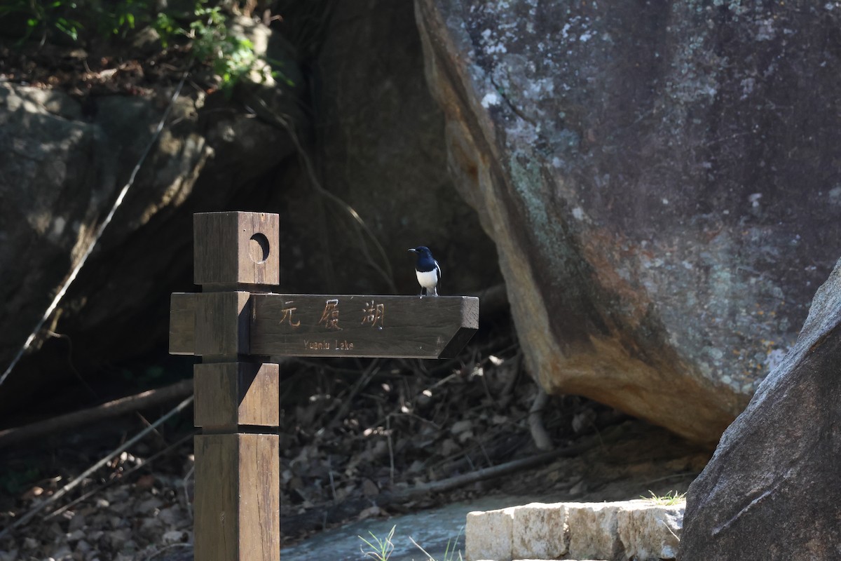 Oriental Magpie-Robin - ML645940704