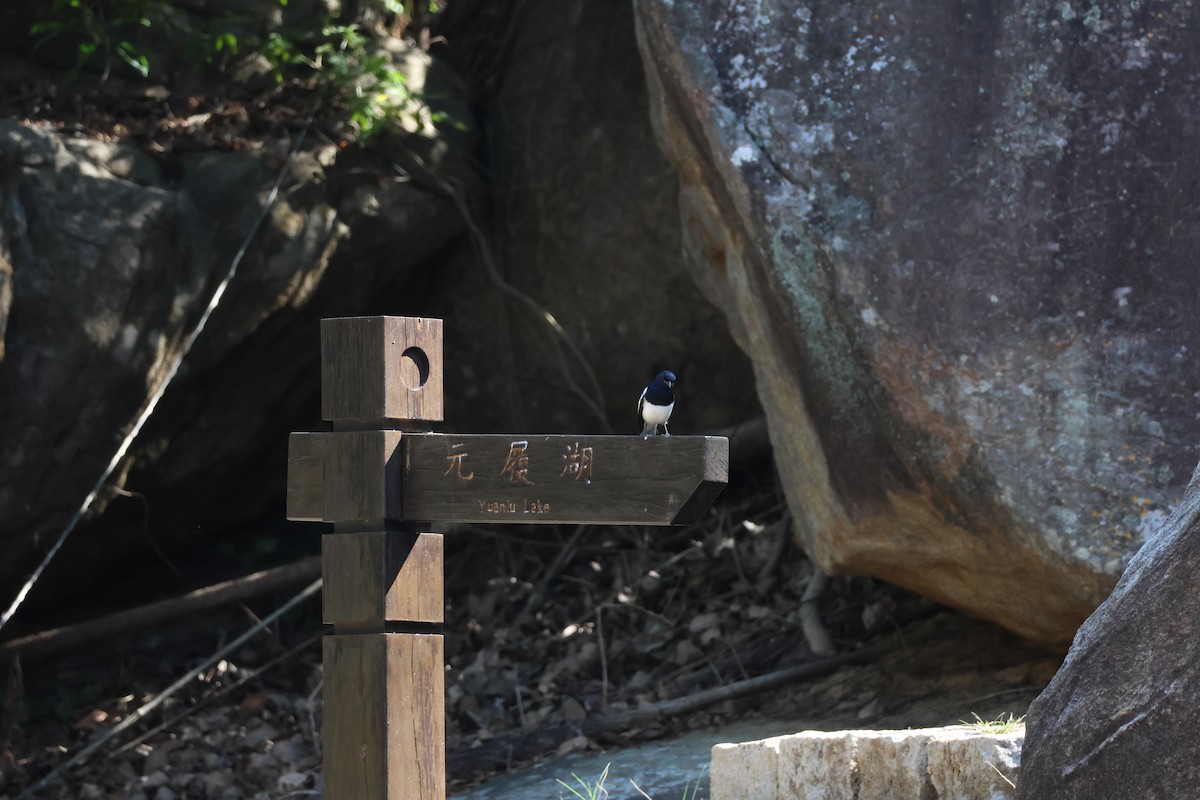 Oriental Magpie-Robin - ML645940705