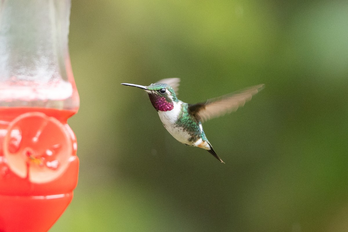 hvitbukkolibri - ML645940708