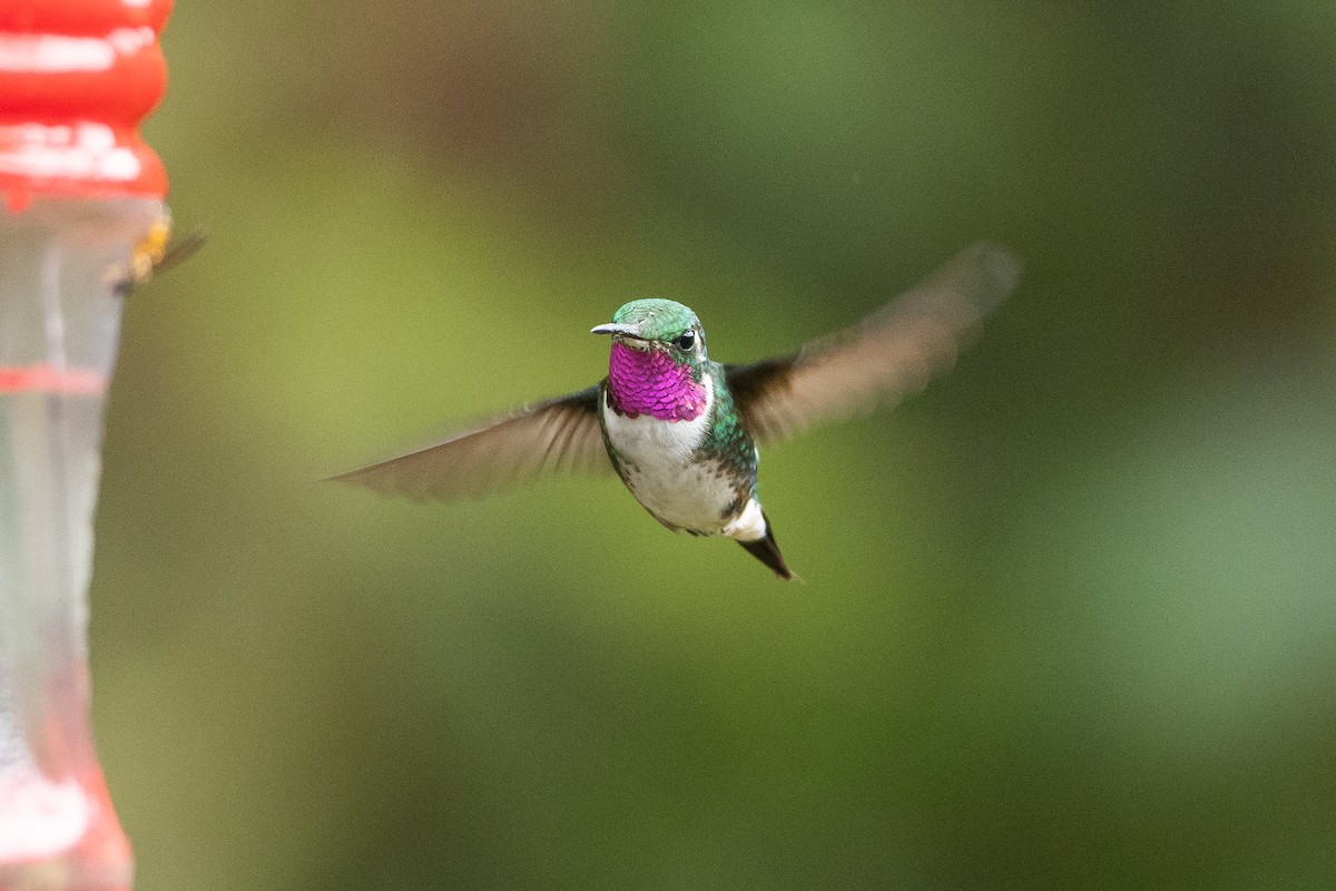 hvitbukkolibri - ML645940709