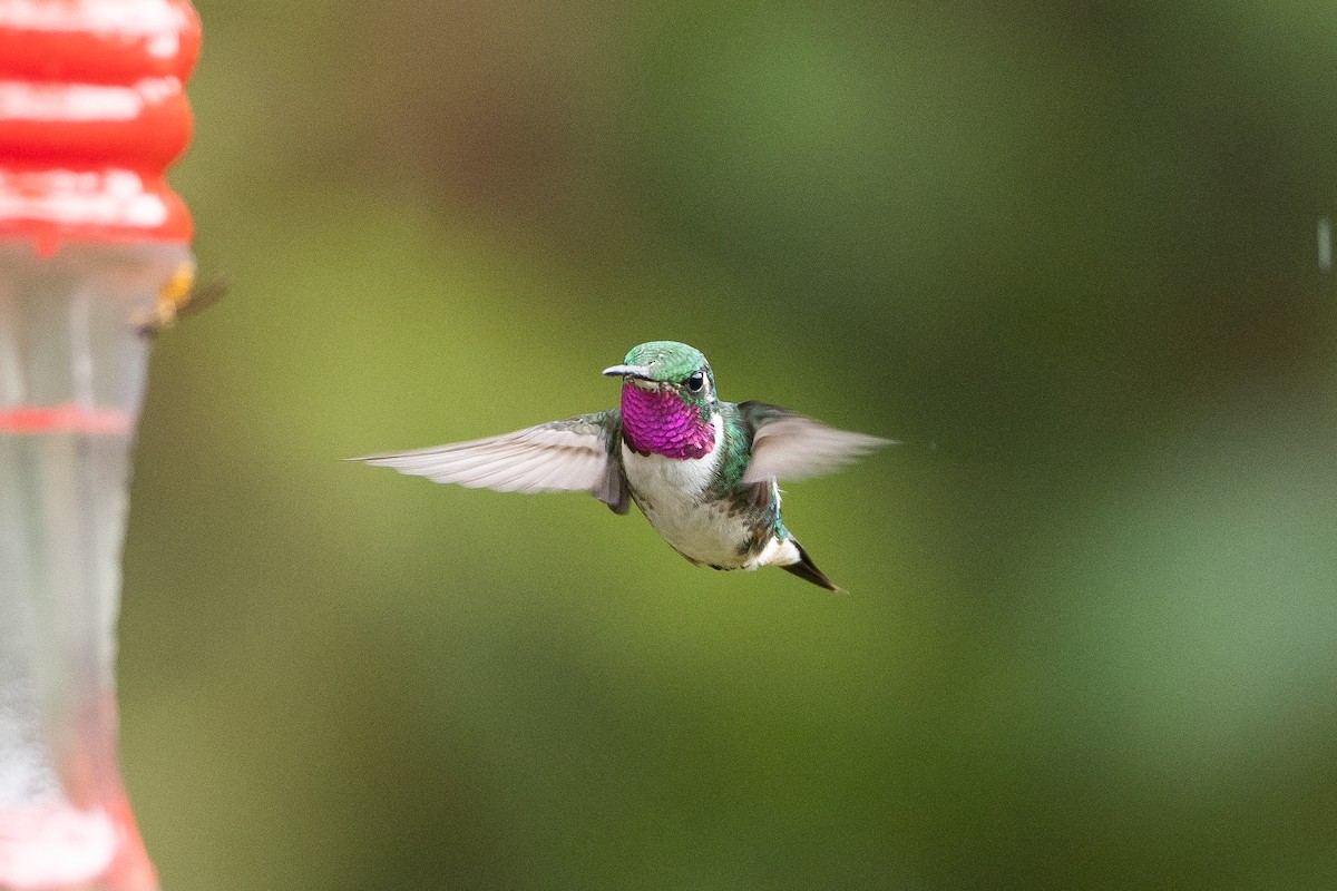 White-bellied Woodstar - ML645940710