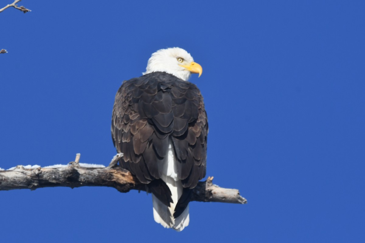 Bald Eagle - ML645940711