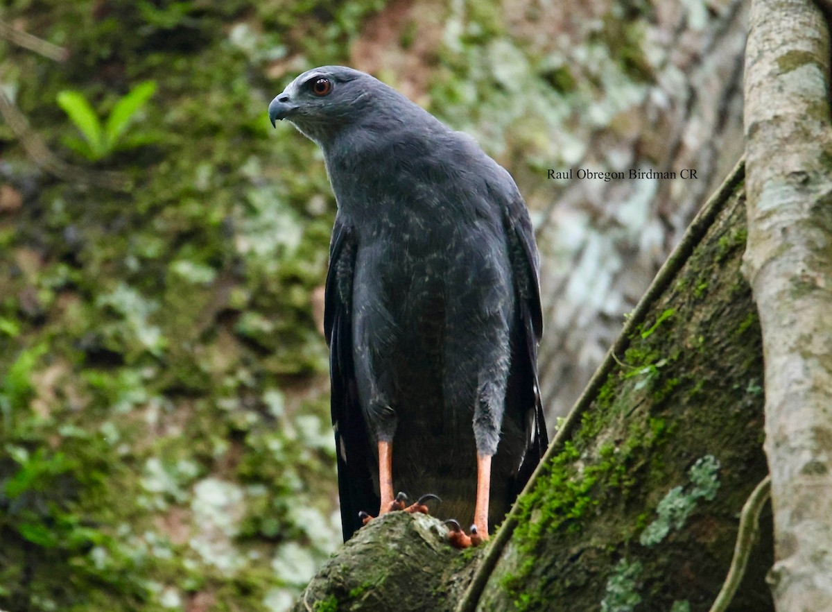 Crane Hawk - ML645940712