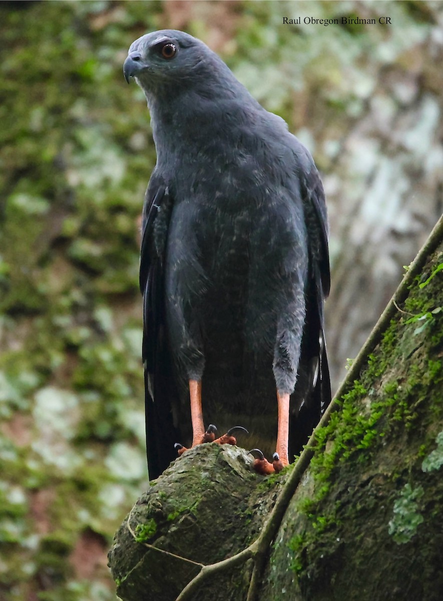 Crane Hawk - ML645940713