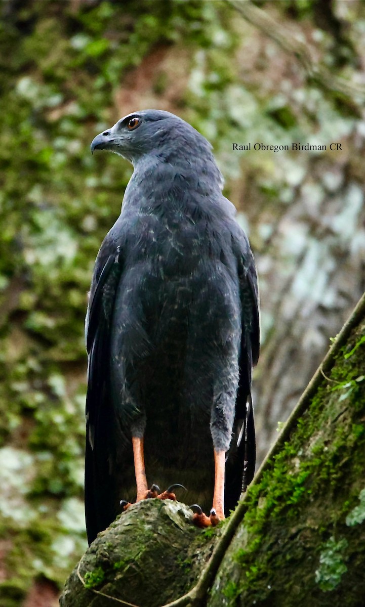 Crane Hawk - ML645940714