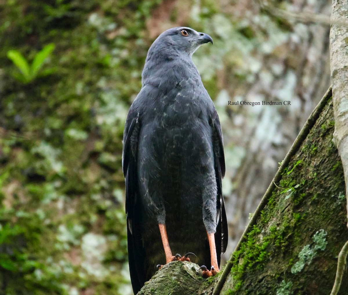 Crane Hawk - ML645940715