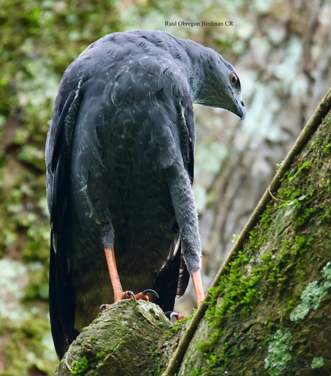 Crane Hawk - ML645940716