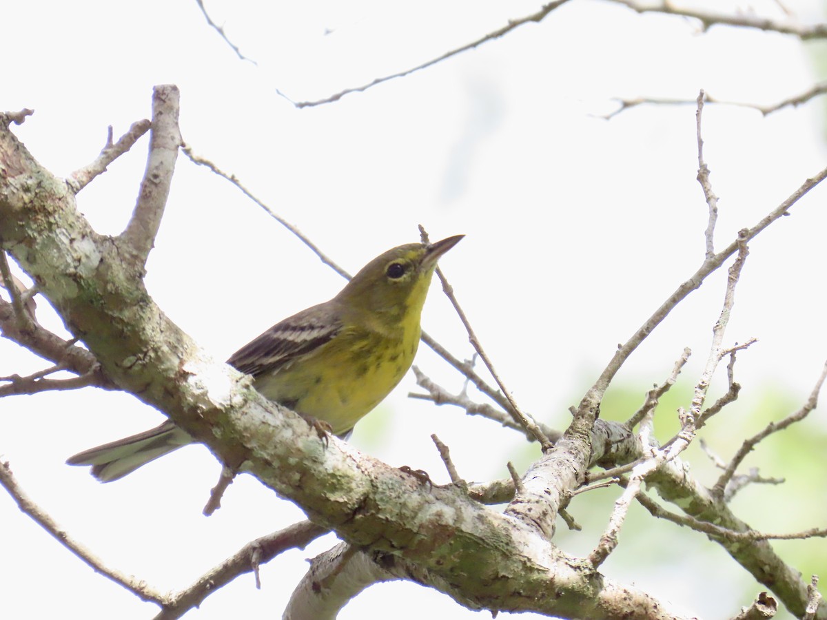 Pine Warbler - ML645940720