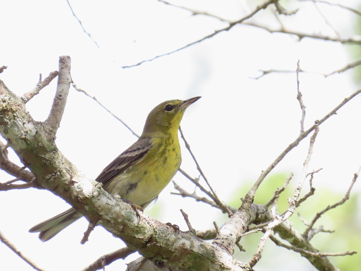 Pine Warbler - ML645940721